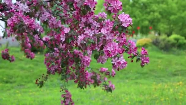 明亮的粉红色花苹果树在城市公园里绽放 所选焦点 模糊背景 — 图库视频影像