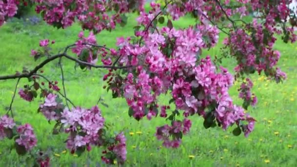 Helder Roze Bloesem Appelboom Bloeit Het Stadspark Lente Geselecteerde Focus — Stockvideo