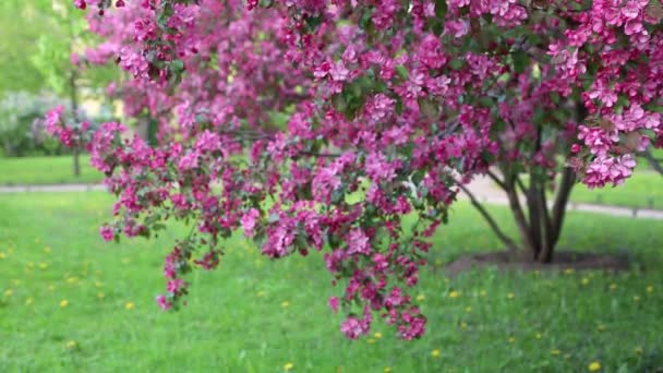 Helder Roze Bloesem Appelboom Bloeit Het Stadspark Lente Geselecteerde Focus — Stockvideo