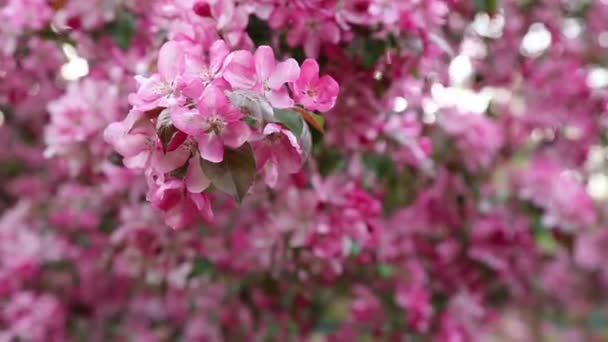 Helder Roze Bloesem Appelboom Bloeit Het Stadspark Lente Geselecteerde Focus — Stockvideo