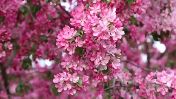 春になると市立公園に鮮やかなピンクの花りんごの木が咲いています 選択したフォーカス ぼかしの背景 — ストック動画