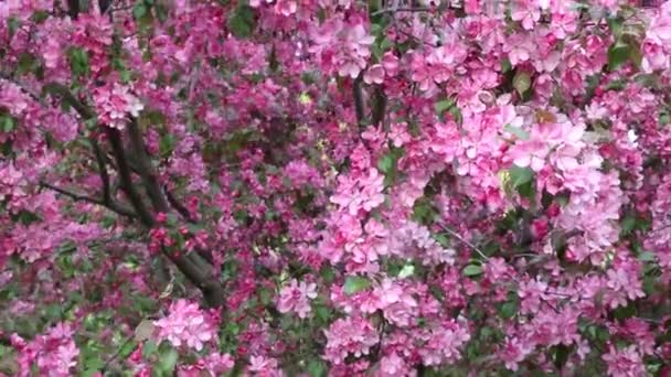 明亮的粉红色花苹果树在城市公园里绽放 所选焦点 模糊背景 — 图库视频影像