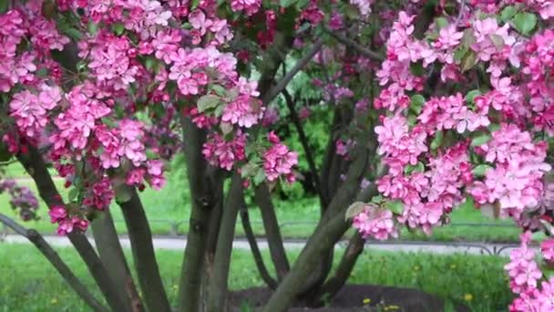 Helder Roze Bloesem Appelboom Bloeit Het Stadspark Lente Geselecteerde Focus — Stockvideo