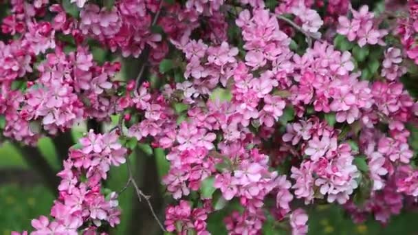 Stadtpark Blüht Zur Frühlingszeit Ein Leuchtend Rosa Blühender Apfelbaum Ausgewählter — Stockvideo