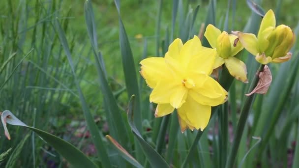 开在花坛上的黄花水仙花 — 图库视频影像