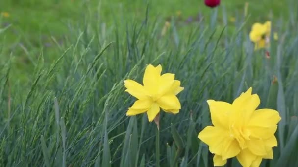 Желтоцветущий Нарцисс Цветении Клумбе — стоковое видео