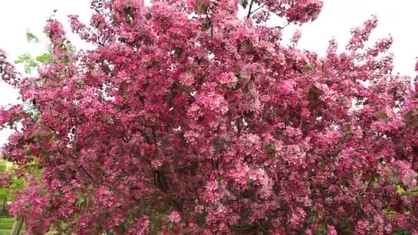 Bright Pink Blossom Apple Tree Blooming City Park Springtime Selected — Stock Video