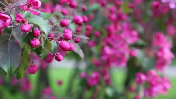 봄에는 도심공원에서 분홍색 꽃사과나무가 피어납니다 선택한 초점입니다 — 비디오