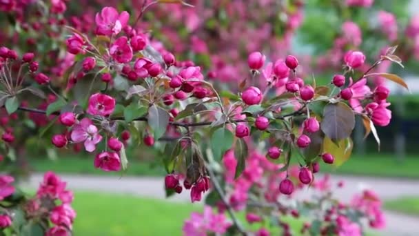 Pohon Apel Mekar Merah Muda Terang Mekar Taman Kota Pada — Stok Video