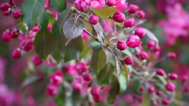 Helder Roze Bloesem Appelboom Bloeit Het Stadspark Lente Geselecteerde Focus — Stockvideo