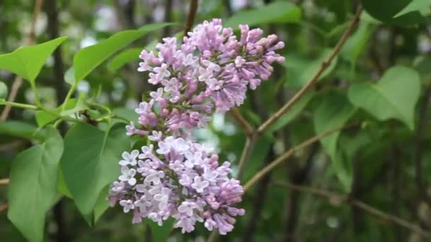Gyönyörű Lila Lila Virág Virágzó Városi Parkban Tavasszal Kijelölt Fókusz — Stock videók