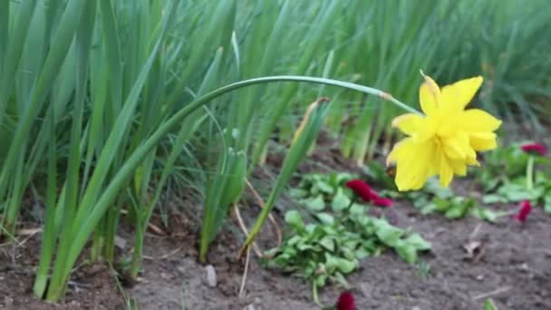 Yellow Flower Narcissus Blooming Flowerbed — Stock Video