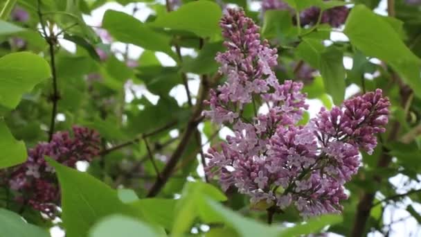 Vackra Lila Lila Blom Träd Blommar Stadsparken Vid Springtime Valda — Stockvideo