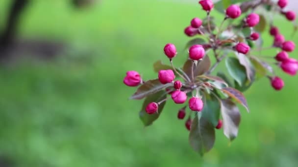 봄에는 도심공원에서 분홍색 꽃사과나무가 피어납니다 선택한 초점입니다 — 비디오
