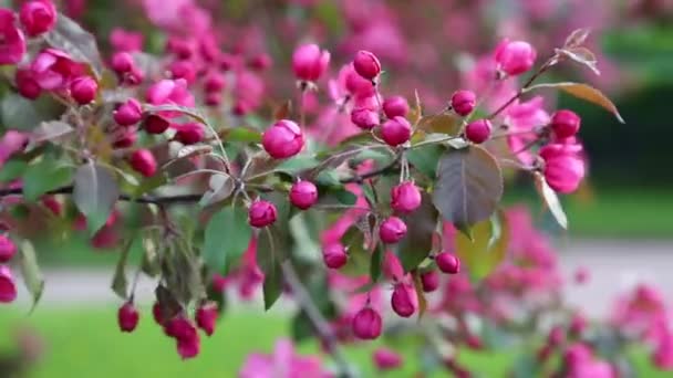 春になると市立公園に鮮やかなピンクの花りんごの木が咲いています 選択したフォーカス ぼかしの背景 — ストック動画