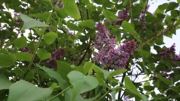 春になると市立公園に美しい紫色のライラックの花が咲いています 選択したフォーカス ぼかしの背景 — ストック動画