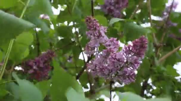 Der Schöne Lila Fliederblütenbaum Blüht Stadtpark Zur Frühlingszeit Ausgewählter Schwerpunkt — Stockvideo
