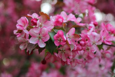 Parlak pembe çiçek elma ağacı ilkbaharda şehir parkında çiçek açıyor. Seçili odak. Arka planı bulanıklaştırma.
