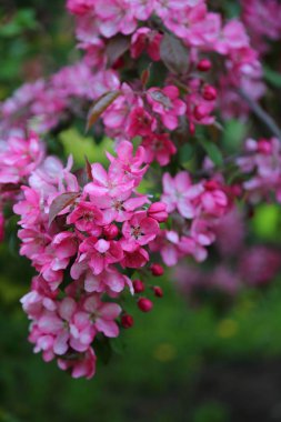 Parlak pembe çiçek elma ağacı ilkbaharda şehir parkında çiçek açıyor. Seçili odak. Arka planı bulanıklaştırma.