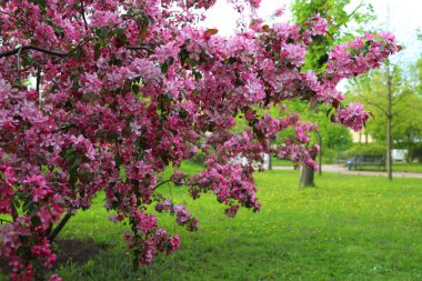 Parlak pembe çiçek elma ağacı ilkbaharda şehir parkında çiçek açıyor. Seçili odak. Arka planı bulanıklaştırma.