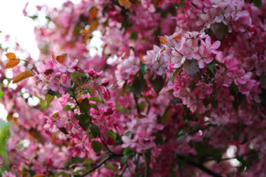 Parlak pembe çiçek elma ağacı ilkbaharda şehir parkında çiçek açıyor. Seçili odak. Arka planı bulanıklaştırma.