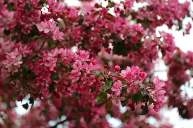 Parlak pembe çiçek elma ağacı ilkbaharda şehir parkında çiçek açıyor. Seçili odak. Arka planı bulanıklaştırma.