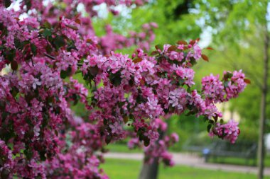 Parlak pembe çiçek elma ağacı ilkbaharda şehir parkında çiçek açıyor. Seçili odak. Arka planı bulanıklaştırma.