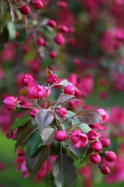 Parlak pembe çiçek elma ağacı ilkbaharda şehir parkında çiçek açıyor. Seçili odak. Arka planı bulanıklaştırma.