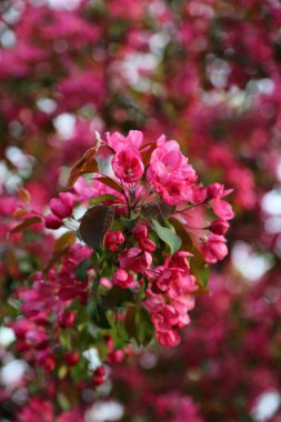 Parlak pembe çiçek elma ağacı ilkbaharda şehir parkında çiçek açıyor. Seçili odak. Arka planı bulanıklaştırma.