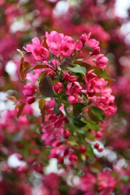 Parlak pembe çiçek elma ağacı ilkbaharda şehir parkında çiçek açıyor. Seçili odak. Arka planı bulanıklaştırma.