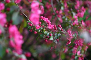 Parlak pembe çiçek elma ağacı ilkbaharda şehir parkında çiçek açıyor. Seçili odak. Arka planı bulanıklaştırma.