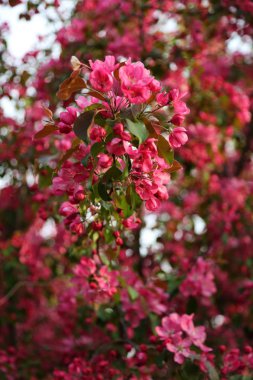 Parlak pembe çiçek elma ağacı ilkbaharda şehir parkında çiçek açıyor. Seçili odak. Arka planı bulanıklaştırma.