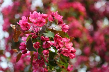 Parlak pembe çiçek elma ağacı ilkbaharda şehir parkında çiçek açıyor. Seçili odak. Arka planı bulanıklaştırma.
