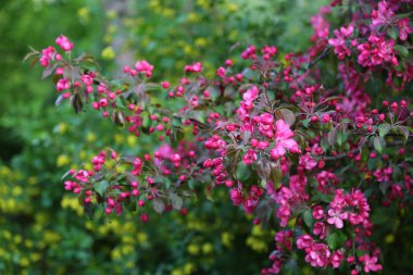 Parlak pembe çiçek elma ağacı ilkbaharda şehir parkında çiçek açıyor. Seçili odak. Arka planı bulanıklaştırma.