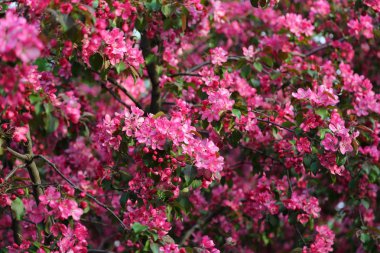 Parlak pembe çiçek elma ağacı ilkbaharda şehir parkında çiçek açıyor. Seçili odak. Arka planı bulanıklaştırma.
