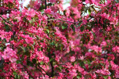 Parlak pembe çiçek elma ağacı ilkbaharda şehir parkında çiçek açıyor. Seçili odak. Arka planı bulanıklaştırma.