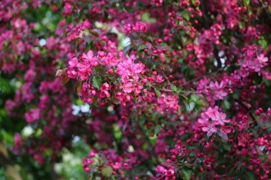 Parlak pembe çiçek elma ağacı ilkbaharda şehir parkında çiçek açıyor. Seçili odak. Arka planı bulanıklaştırma.