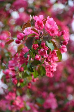Parlak pembe çiçek elma ağacı ilkbaharda şehir parkında çiçek açıyor. Seçili odak. Arka planı bulanıklaştırma.