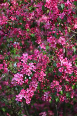 Parlak pembe çiçek elma ağacı ilkbaharda şehir parkında çiçek açıyor. Seçili odak. Arka planı bulanıklaştırma.