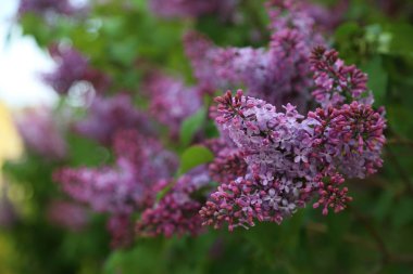 Güzel mor leylak çiçeği ağacı ilkbaharda şehir parkında çiçek açıyor. Seçili odak. Bulanık -lık
