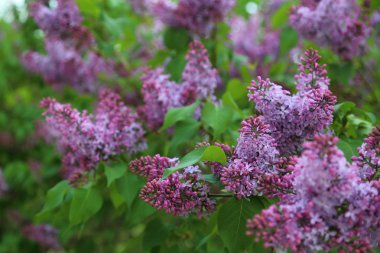 Güzel mor leylak çiçeği ağacı ilkbaharda şehir parkında çiçek açıyor. Seçili odak. Bulanık -lık