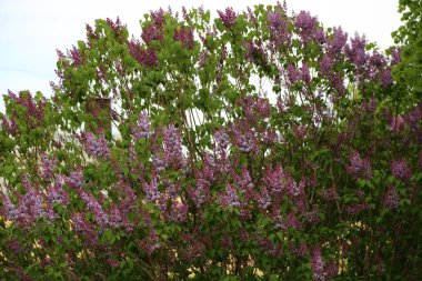 Güzel mor leylak çiçeği ağacı ilkbaharda şehir parkında çiçek açıyor. Seçili odak. Bulanık -lık