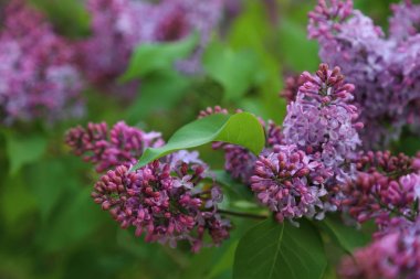 Güzel mor leylak çiçeği ağacı ilkbaharda şehir parkında çiçek açıyor. Seçili odak. Bulanık -lık