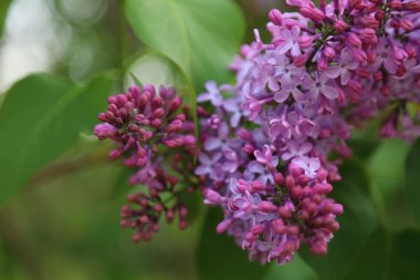 Güzel mor leylak çiçeği ağacı ilkbaharda şehir parkında çiçek açıyor. Seçili odak. Bulanık -lık