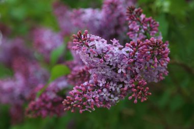 Güzel mor leylak çiçeği ağacı ilkbaharda şehir parkında çiçek açıyor. Seçili odak. Bulanık -lık
