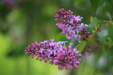 Güzel mor leylak çiçeği ağacı ilkbaharda şehir parkında çiçek açıyor. Seçili odak. Bulanık -lık