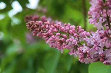Güzel mor leylak çiçeği ağacı ilkbaharda şehir parkında çiçek açıyor. Seçili odak. Bulanık -lık