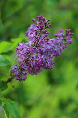 Güzel mor leylak çiçeği ağacı ilkbaharda şehir parkında çiçek açıyor. Seçili odak. Bulanık -lık