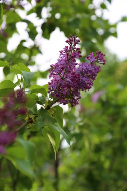 Güzel mor leylak çiçeği ağacı ilkbaharda şehir parkında çiçek açıyor. Seçili odak. Bulanık -lık