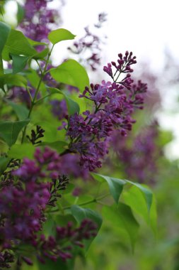 Güzel mor leylak çiçeği ağacı ilkbaharda şehir parkında çiçek açıyor. Seçili odak. Bulanık -lık
